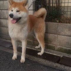 代理投稿　秋田犬オス１歳 - 犬