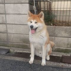 代理投稿　秋田犬オス１歳 - 東大阪市