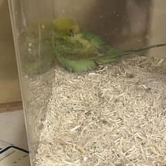 お譲り先が決定しましたので募集を停止致します。セキセイインコ、コザクラインコ、ゴールデンハムスター − 愛知県