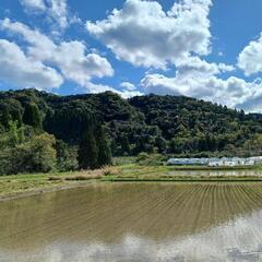 青島、子供の国近くの山林