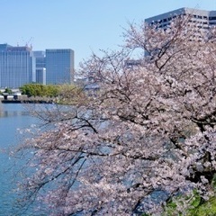 残僅か！【4/21(日)13:30〜15:00】<パークヨガイベント>お花見ヨガ【皇居外苑】お茶とお団子付き🍡🍵🌸 - 地域/お祭り