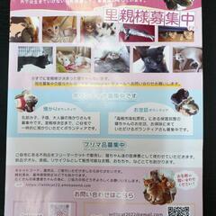 【保護猫の譲渡会】大阪府高槻市　4月7日（日） - その他