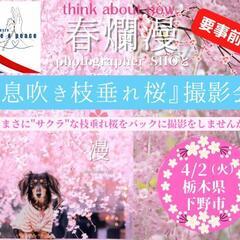 【下野】枝垂れ桜愛犬撮影会