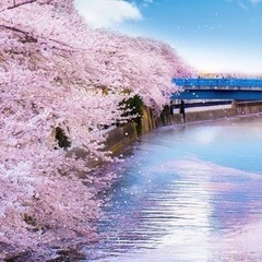 桜を見ながらお散歩@桜木町〜蒔田