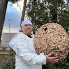 🙇🏻‍♂️宮城県🙇🏻‍♂️【蜂の巣駆除お任せ下さい】今だけ！！物価高だからこその地域貢献でお安くしております！！！4000〜 - 仙台市