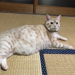 無事に大事にしてくださる家族がみつかりました。 - 猫