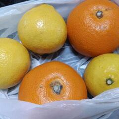 柑橘類(数個)🍊