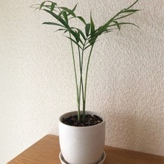 観葉植物　テーブルヤシ(11)　21cm　白いおしゃれな2号の鉢...