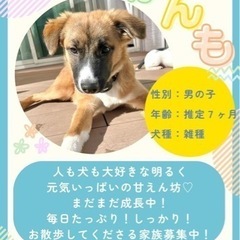 保護犬　譲渡会だよー🐾 - その他