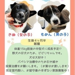 保護犬　譲渡会だよー🐾 - 所沢市