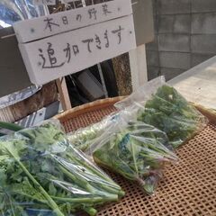 かき菜50円
