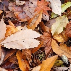 落ち葉🍂紅葉樹　3袋ゴミ袋大