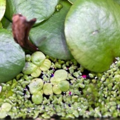 水草 浮草 など パックに入れてお渡し