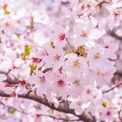 🌸🌸国際交流お花見ピクニックin代々木公園🌸🌸🍻 − 東京都