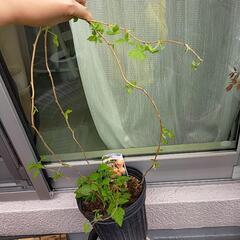 イエローラズベリー　1メートル程度　自然栽培