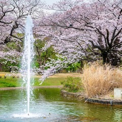 代々木公園でピクニックを楽しもう♬桜見れるかも🌸の画像