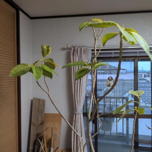 観葉植物    超特大アルテシーマ