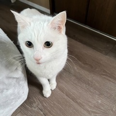 【里親募集】白猫くん♂