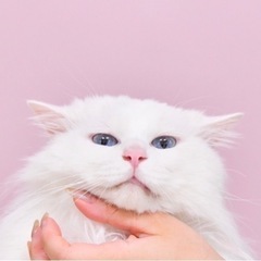 【里親募集】長毛の白猫ちゃん♀