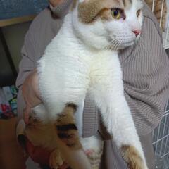 保護猫里親募集☺オス、キジ白、ちくわくん − 熊本県