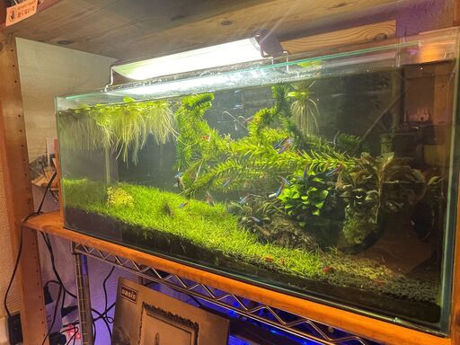 4月中に引き渡しで割引します！生体込み、水槽一式。60cmスリム水槽(60×20×25cm) 、外掛フィルター、ヒーター、LEDライト（30cm用）熱帯魚、水草など