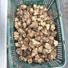菊芋（トピナンブール）10キロ　農薬・化学肥料不使用