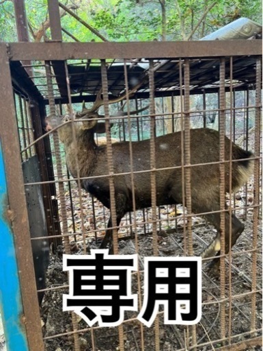 天然鹿肉 専用