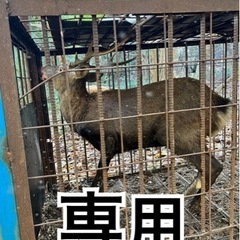 【ネット決済・配送可】天然鹿肉 専用
