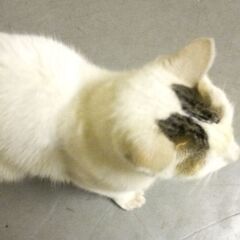 人なつっこい猫、メス、沖ちゃん。良い里親さんに行きました。 − 神奈川県