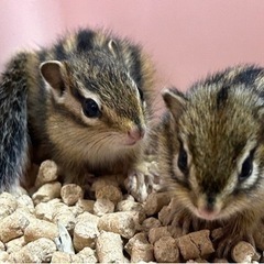 シマリス🐿ラスト1匹となりました！！ − 沖縄県