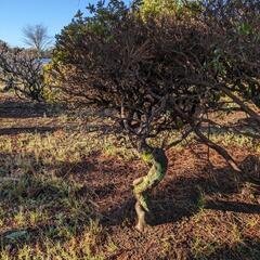 庭木 ガーデニング
