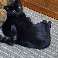 3月28日本日産まれた黒の子猫の画像