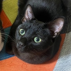 マイペース黒猫★ウミくん★オス８ヶ月