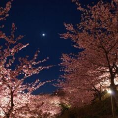 🌙🌃✨🌸夜桜国際交流お花見イベントin代々木公園🌸✨      - 渋谷区