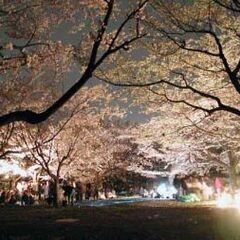 🌙🌃✨🌸夜桜国際交流お花見イベントin代々木公園🌸✨      - パーティー