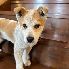 人懐っこくてかわいい子犬の男の子『キリンリキ』 − 福岡県