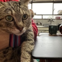 抱っこまで出来るようになったキジトラの男の子♡トライアル決定 - 猫