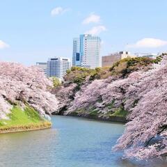 皇居のそばでお花見🌸