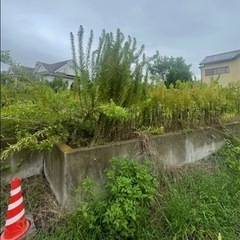 植木関係、伐採や草刈など承ります‼️の画像