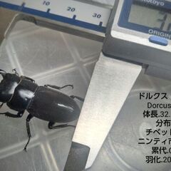 □(クワガタ)♂単品　ローバ . ウォレス