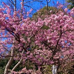 🌸袖すり合うも多生の縁🌸のような