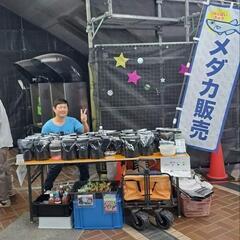 めだか販売します。池田市五月山公園