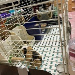 小動物用ケージ  (写真にある物だいたい全部です。)