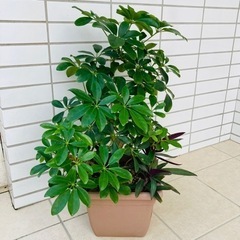 カポック 鉢植え 75cm