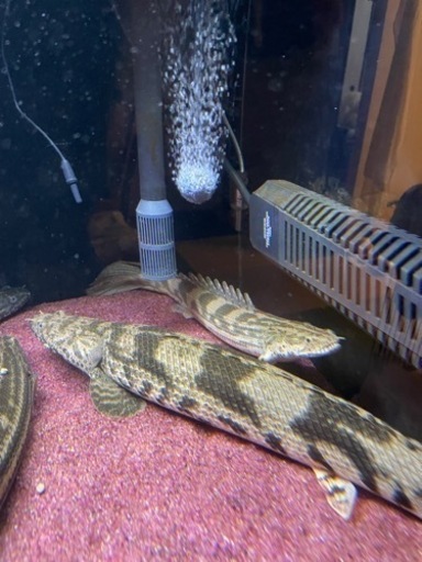 ポリプテルス　ナイジェリアSP