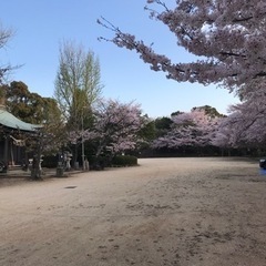 3月31日、日曜日、防府市の桑の山公園で花見🌸しませんか⁉️ − 山口県