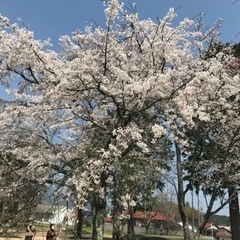 3月31日、日曜日、防府市の桑の山公園で花見🌸しませんか⁉️ - 防府市