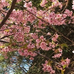 3月31日、日曜日、防府市の桑の山公園で花見🌸しませんか⁉️