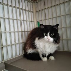 モフモフのハチワレ長毛さん − 鹿児島県