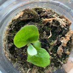 観葉植物　ステマリア　胞子体　幼苗　子株　水苔床ver 2/3 ...